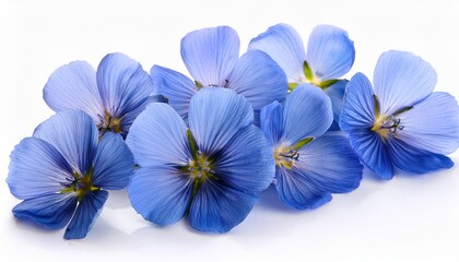 Flax Blue Flowers Isolated On White Background