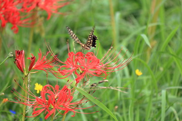 赤い彼岸花とアゲハチョウ
