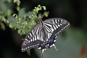 葉にとまるアゲハチョウ