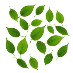 Fototapeta premium Green leaves scattered on a black background. Fresh, natural, and vibrant