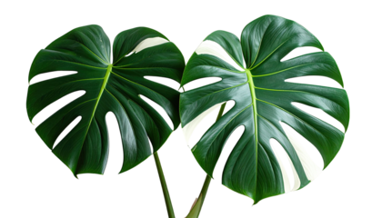 Two large, deep green monstera leaves, with prominent white/cream-colored variegation on the veins.  Dark background