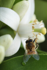 bee on the flower of a lemon tree, closeup of photo