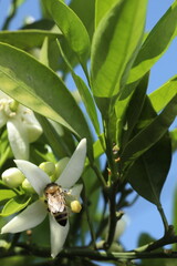 bee on the flower of a lemon tree, closeup of photo