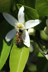bee on the flower of a lemon tree, closeup of photo