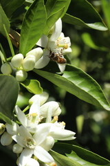 bee on the flower of a lemon tree, closeup of photo