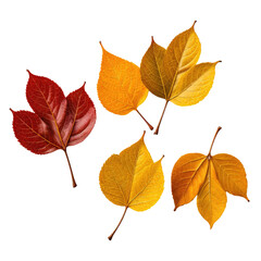 Fototapeta premium Autumn leaves in vibrant colors with dark background