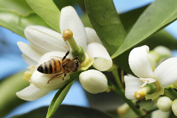 bee on the flower of a lemon tree, closeup of photo