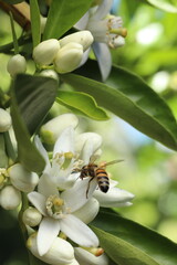 bee on the flower of a lemon tree, closeup of photo