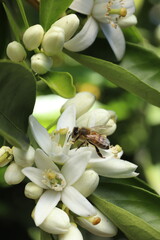 bee on the flower of a lemon tree, closeup of photo