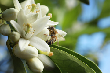 bee on the flower of a lemon tree, closeup of photo