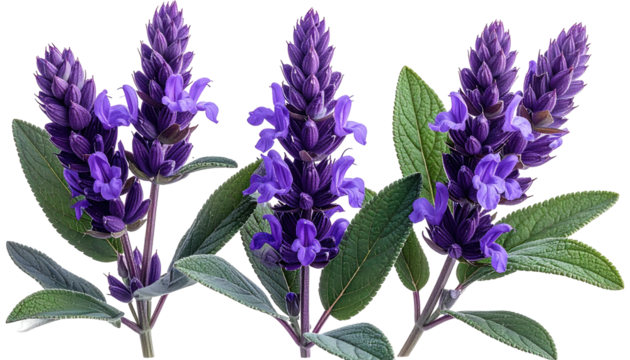 Close-up of three clusters of vibrant purple flowers, likely a type of sage, with large leaves