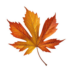 Fototapeta premium Colorful autumn maple leaf on black background. Detailed veins, vibrant hues