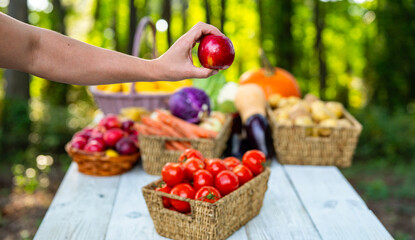 Harvest vegetables and fruits. Summer harvest background. Basket full of fresh apples, potatoes, and peppers from a harvest. Organic harvest tomato corn potato ready for farm market.