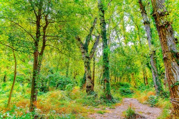 Preciosa ruta botánica de la torrecilla 