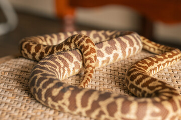 A Stimson Python wrapped up on chair without face visible