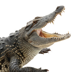 Obraz premium Crocodile isolated on white background