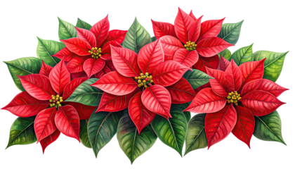 Christmas poinsettias in vibrant display
