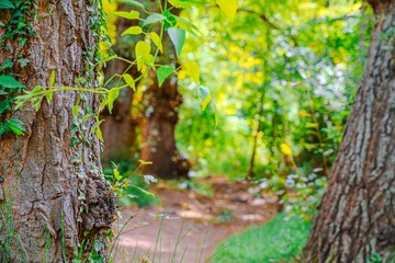 Preciosa ruta botánica de la torrecilla  © David