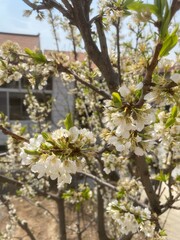 apple tree blossom