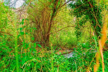 Preciosa ruta botánica de la torrecilla  © David