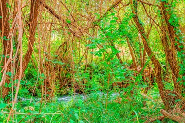 Preciosa ruta botánica de la torrecilla  © David