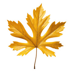 Detailed close-up of a golden, autumn leaf against a black background
