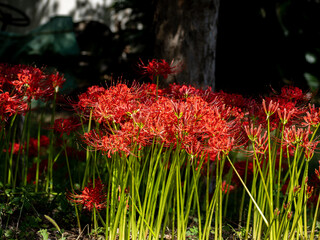 彼岸花 (曼珠沙華)