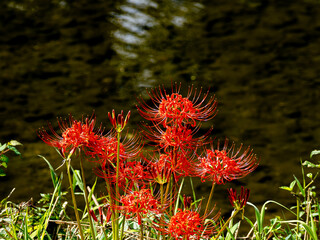 彼岸花 (曼珠沙華)