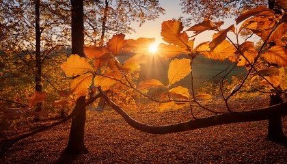 Sunset Glow Through Autumn Leaves On Forest Branch