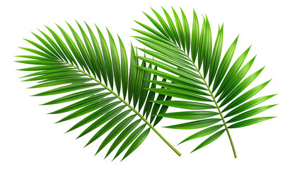 Obraz premium Close-up of two vibrant green palm fronds, detailed veins, overlapping