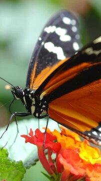 Striking tiger longwing butterfly gracefully rests atop vibrant lantana blossoms, showcasing beautiful contrasting colors.