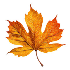 Obraz premium Close-up of a vibrant orange and yellow maple leaf against a dark background