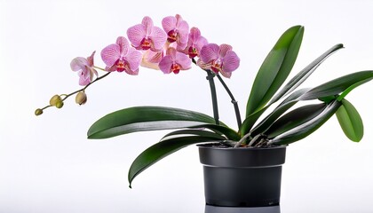 Delicate Pink Orchid Plant With Lush Green Leaves In A Black Pot Isolated On Transparent Background