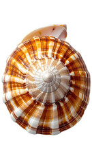 Close-up of a spiral seashell.  Striped, ornate, and detailed.  Cream, off-white, and rich brown colors.  Circular shape.  Natural beauty
