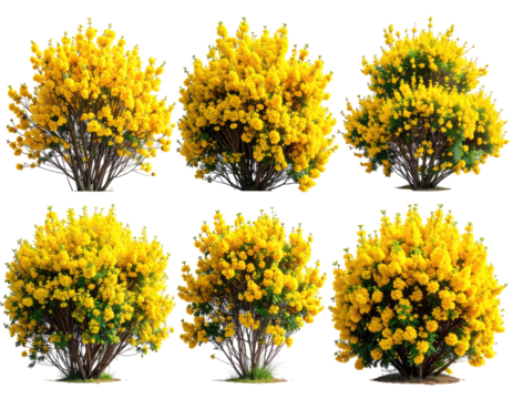 Nine variations of a dense, yellow flowering shrub.  Each bush displays different growth stages and densities, arranged in a grid