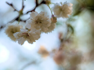 4月に咲いたコブクザクラ