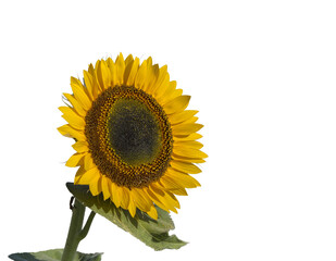 sunflower isolated on white background