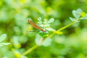 Preciosa libélula observando sobre una hoja	