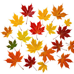 Fototapeta premium Colorful autumn maple leaves scattered, vibrant seasonal display