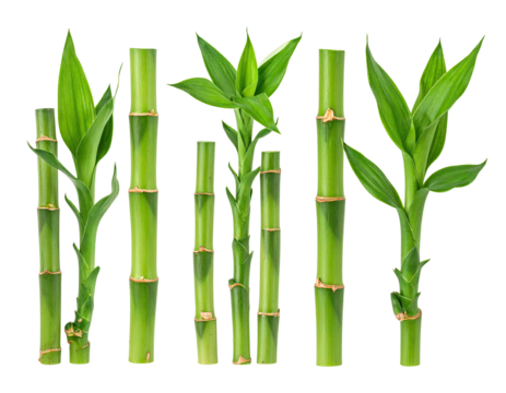 Close-up of several stalks of vibrant green bamboo, displaying various growth stages, from stems to emerging leaves.  Isolated against a pure black background