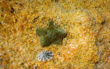 coral reef in the sea