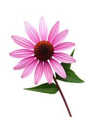 Close-up of a single, vibrant pink coneflower