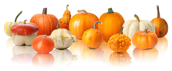 Many different fresh pumpkins isolated on white