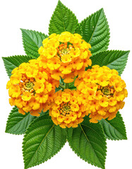 Close-up of vibrant yellow flowers with lush green leaves