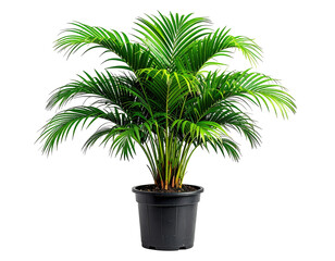 Vibrant, healthy palm tree in black pot