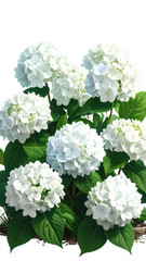 White hydrangea blossoms in a cluster. Lush foliage surrounds the blooms