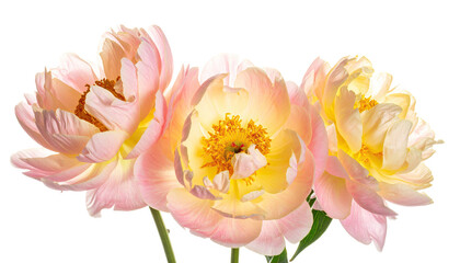 Three pastel pink and yellow peonies.  Close-up view, showing delicate petals and central stamens.  Soft lighting highlights the flower structure