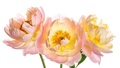 Three pastel pink and yellow peonies.  Close-up view, showing delicate petals and central stamens.  Soft lighting highlights the flower structure