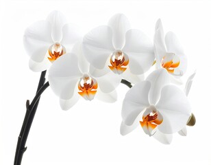 White orchids, bright orange centers, on dark stem