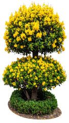Two tiered, densely-packed yellow flower bush, dark green foliage,  small flowers,  shaped topiary,  dark brown base,  isolated on black